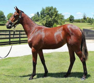 Elle Mac as a yearling