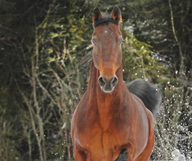 Atlantic Standardbred Breeders Association