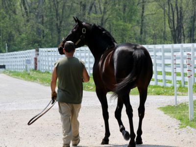 Well Said the sire of Summer Touch the winner of the $300,000