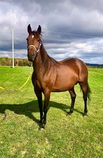 Denitza Petrova's 100% producing mare, Majestic Joy, who is safe in foal to Muscle Mass