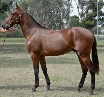 The photo is Lot 43A, the Fear The Dragon-Heavenly Beauty colt