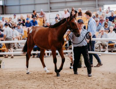 Franco Mac (NZ) pictured as a yearling