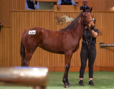 Lot 124 (Art Major x Matavutu) purchased for $36,000 by Barry Howlett.