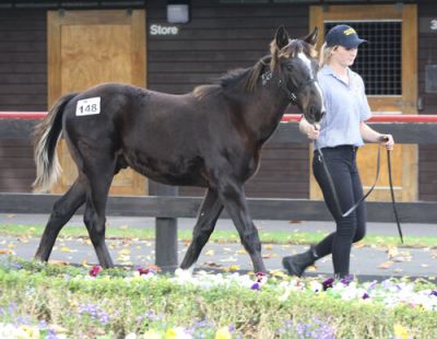 130 youngsters will go under the hammer at Karaka on Monday