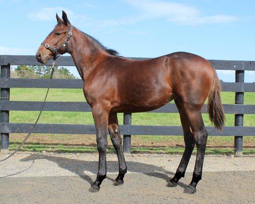 Lot 77 Vincent - Cyathea filly