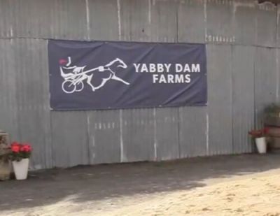 Yabby Dam Farms yearling parade